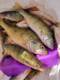 PERCH FISHIS IS ON FIRE