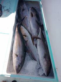 Destin Report Photo 2