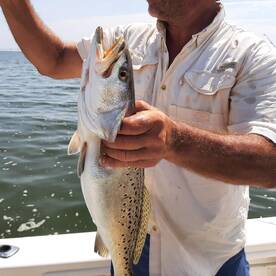 Speckled Sea Trout Are Ravenous