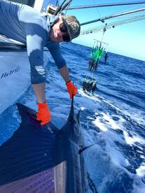 Sailfish 