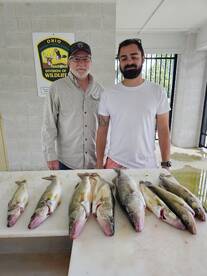 Stubborn island walleye