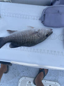 Orange Beach Report Photo 1