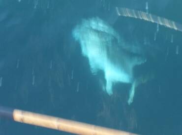 Deep color Jack Cravelle