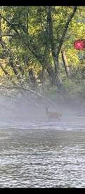 Deer/Brown Trout 