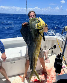 Huge bull mahimahi