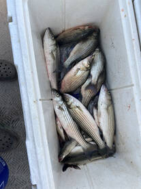 Stripers and Whitebass  on Keystone