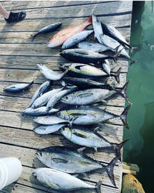 Epic live bait tuna bite!