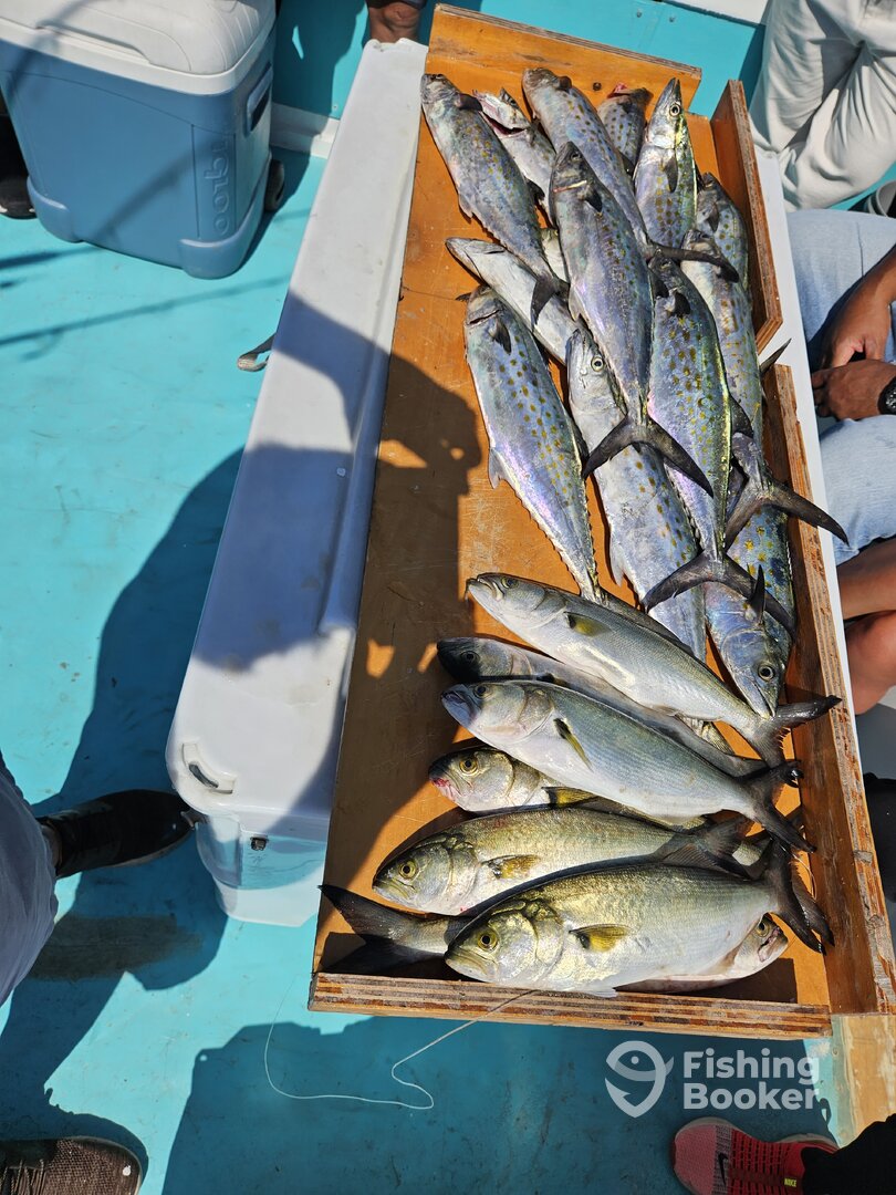 Solomons Report Photo 0