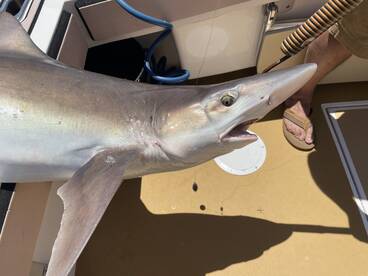 Sharks and Halibuts in the Bay!