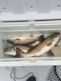 Redfish business is picking up..