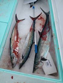 Destin Report Photo 2