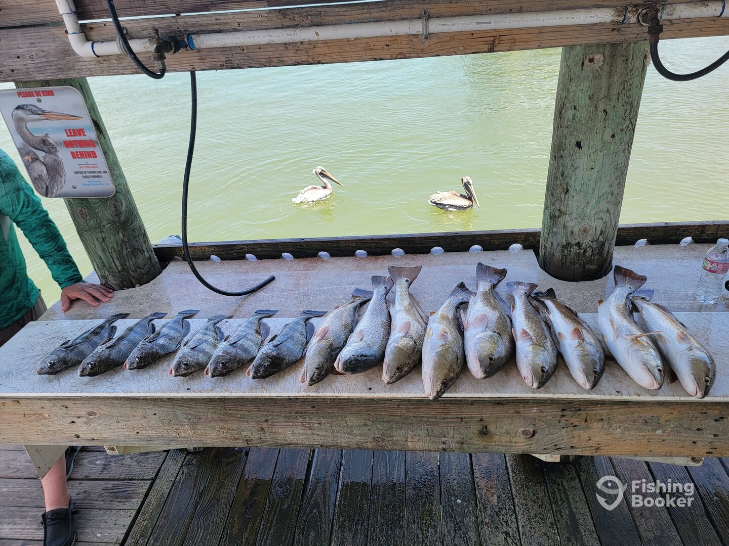 Aransas Pass Report Photo 0