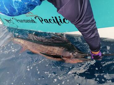 David Report Photo 1