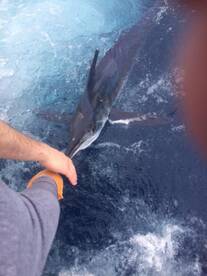 Customer/Angler had (without glove on the fish). His first White Marlin