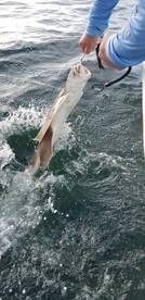 Angel Shark caught on an ocean trip 