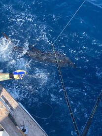 Great fishing continues!!