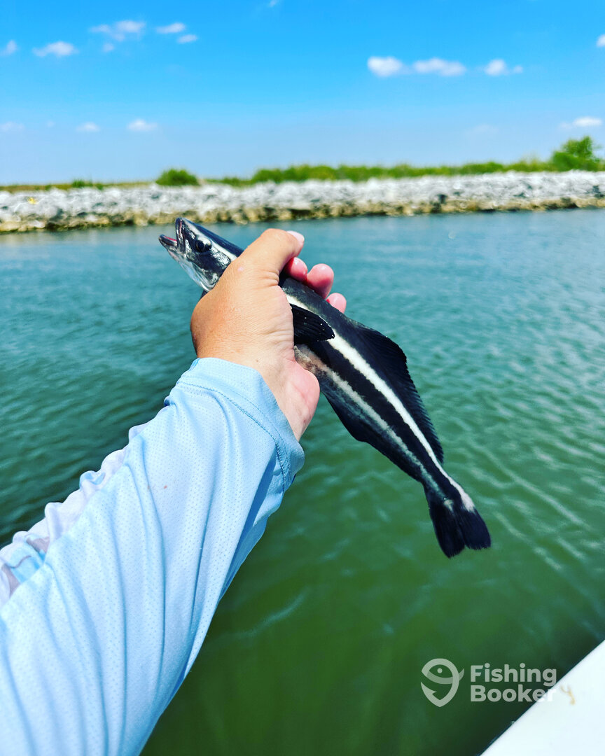 Lake Charles Report Photo 0