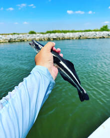 You never know what your going to catch!