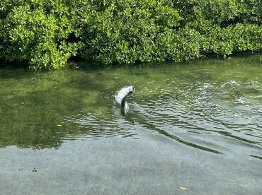 Year Round Tarpon Fishing