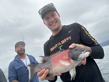 Great eating Sheephead