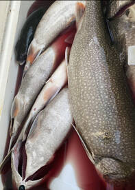 Plattsburgh Report Photo 2