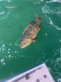 Great 3/4 day adound town!