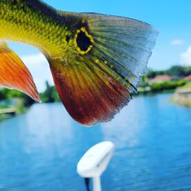 Peacock bass fishing has been productive