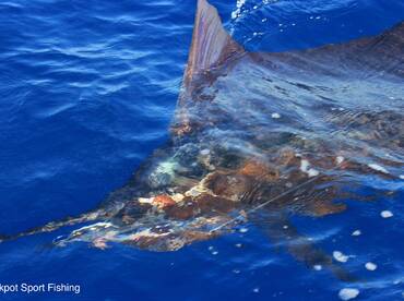 Quepos Report Photo 2