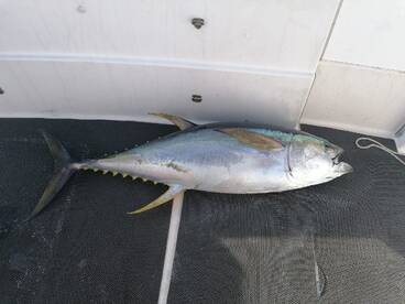 Ponta Delgada Report Photo 1