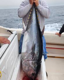 Blue fin tuna are here!!