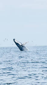 Bass, Blues and whales