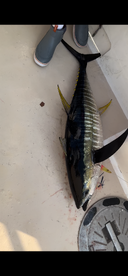 Montauk Report Photo 2