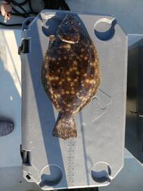 Manns Harbor Report Photo 1