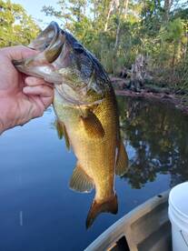 Bass on the fly!