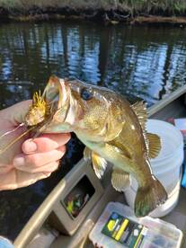 Manns Harbor Report Photo 2