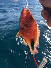 Haleiwa Report Photo 1