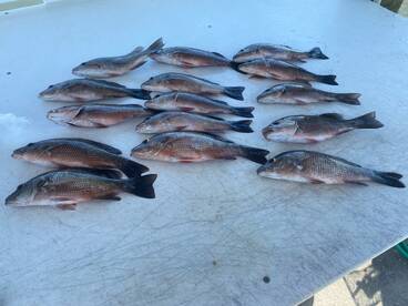 Inshore Mangrove bite!