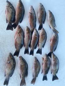 Port Orange Report Photo 2