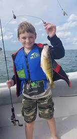 Great perch fish lake erie