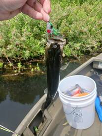 Manns Harbor Report Photo 1