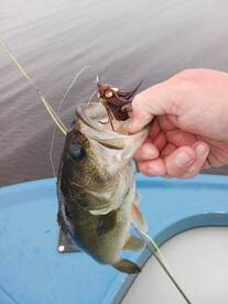 Obx bass fishing