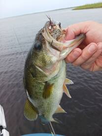 Manteo Report Photo 2