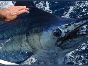 Cabo San Lucas Report Photo 1
