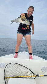 1 Fish, 2 Fish, 3 Fish, Blue Fish