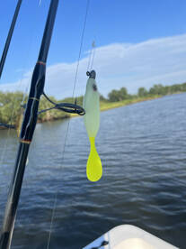 Neuse River Redfish migration