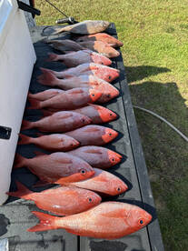Orange Beach Report Photo 1