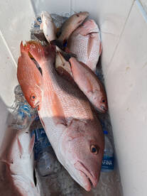 Orange Beach Report Photo 2