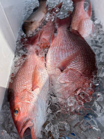 Orange Beach Report Photo 2