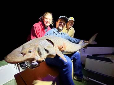 The sturgeon are piling up!