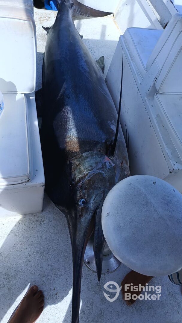 San Jose del Cabo Report Photo 0